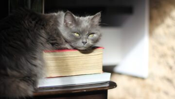 Kim jest literaturoznawca i co robi na co dzień